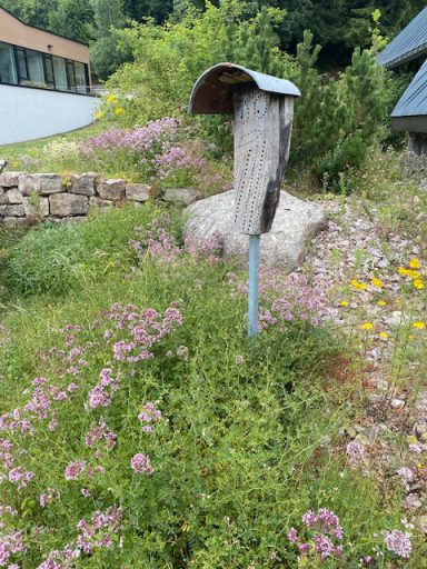 Blühende Bienenwiese Rickenbach
