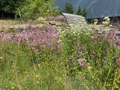 Blühende Bienenwiese Rickenbach 2